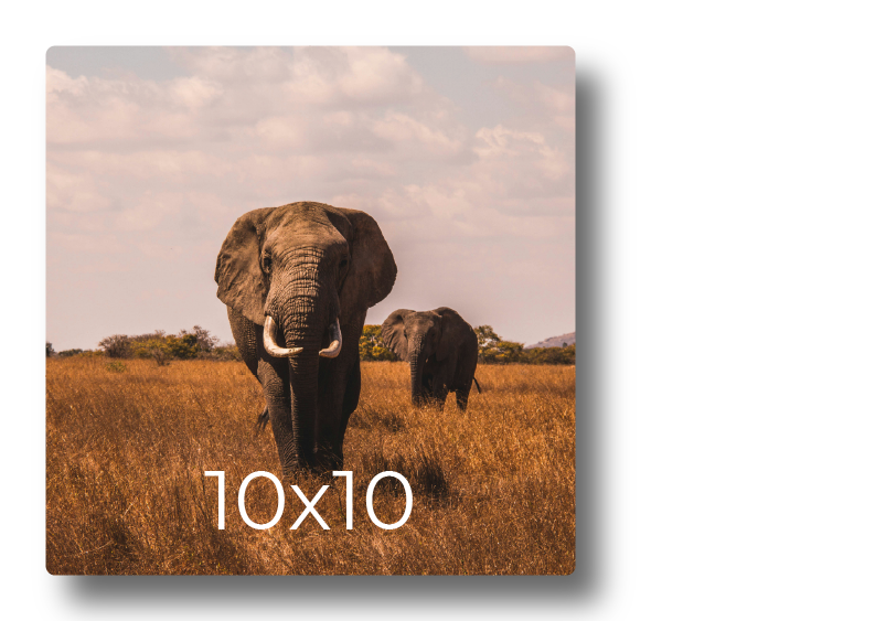 Sample photo print mockup displaying elephants walking through the savanna grass labeled with print dimensions 10x10
