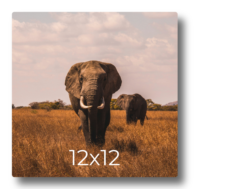 Sample photo print mockup displaying elephants walking through the savanna grass labeled with print dimensions 15x15