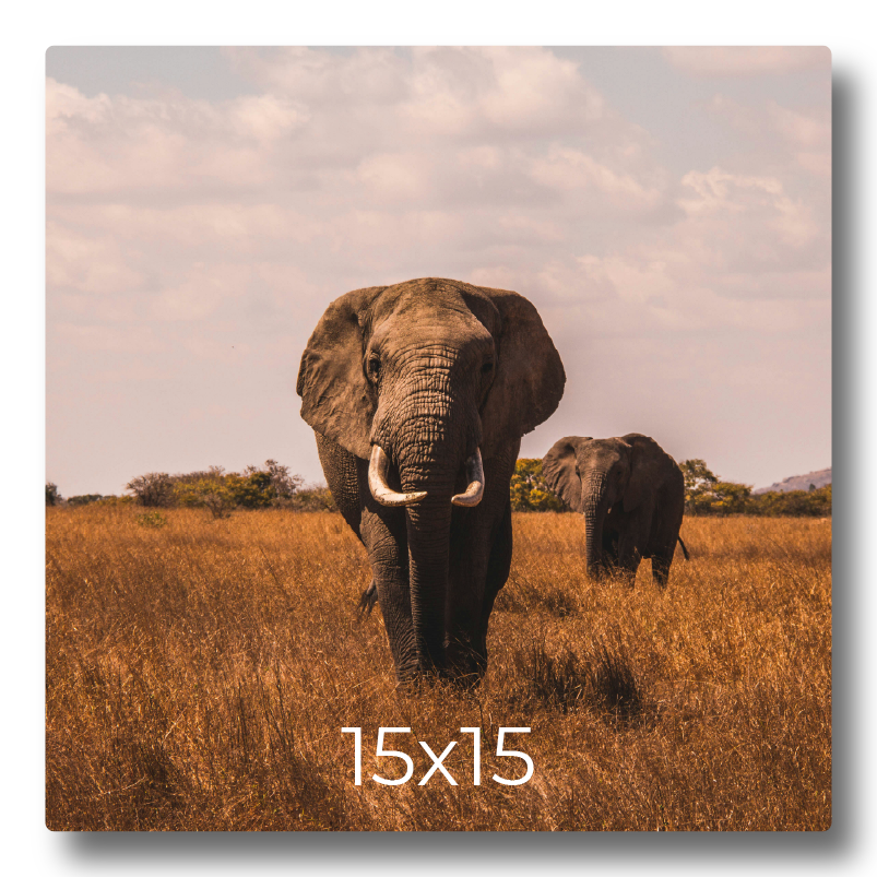 Sample photo print mockup displaying elephants walking through the savanna grass labeled with print dimensions 15x15