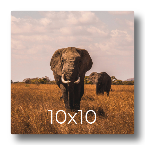 Sample photo print mockup displaying elephants walking through the savanna grass labeled with print dimensions 10x10