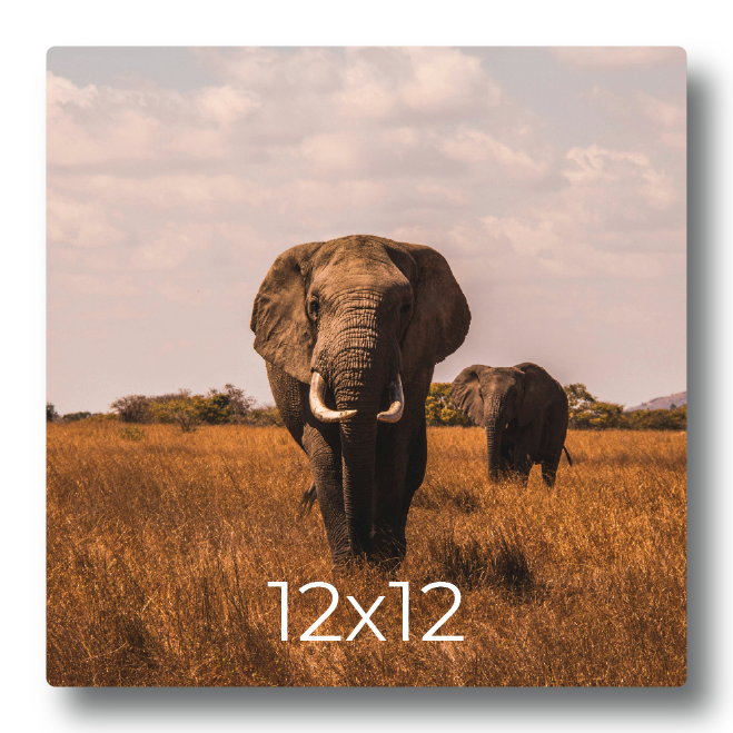 Square print sample showcasing wildlife photography of elephants walking through dry savanna grasslands under a cloudy sky. Rendered with a "15x15" dimension overlay, this visual sample is used across print sizing guides, aspect ratio visualizer tools, and custom metal print configurators to help customers evaluate 1:1 square aspect ratio proportions and image cropping options.
