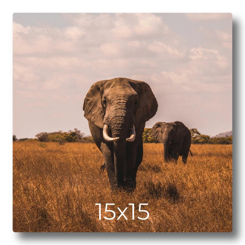 Sample photo print mockup displaying elephants walking through the savanna grass labeled with print dimensions 15x15