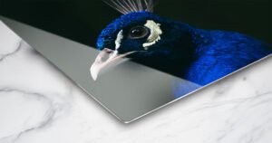 metal photo prints featuring a vivid blue peacock